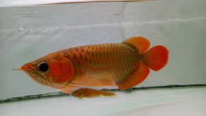 Indonesia Red Arowana