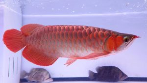 blood red arowana