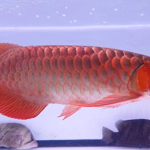 blood red arowana