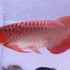 blood red arowana fish