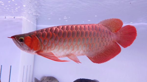 blood red arowana fish