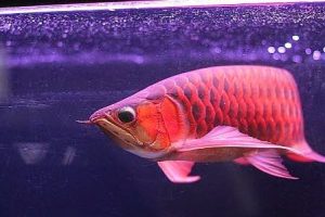 red arowana for sale