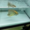full helmet golden head arowana