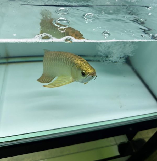 full helmet golden head arowana