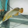 gold arowana fish online shopping