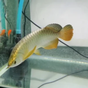 gold arowana fish online shopping