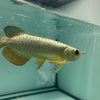 gold arowana for sale