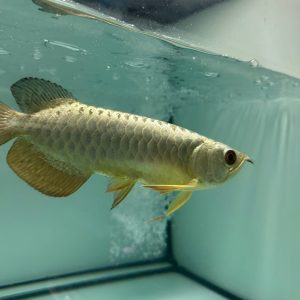 gold arowana for sale