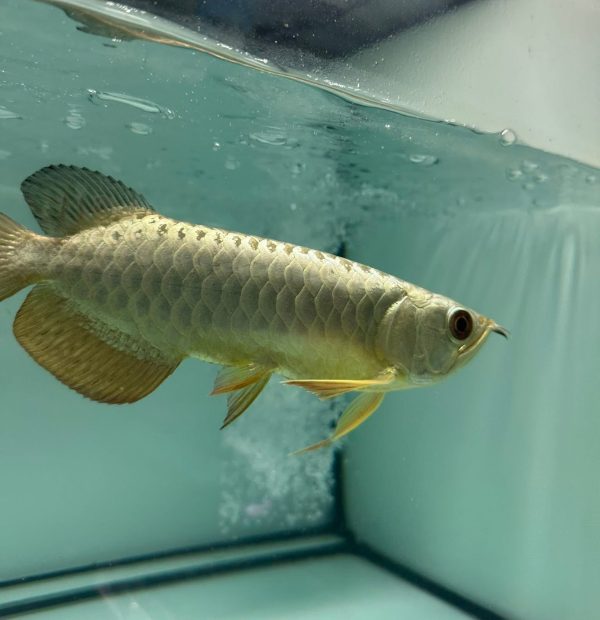 gold arowana for sale