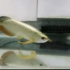 golden arowana fish for sale