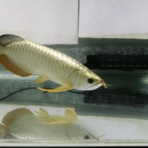 golden arowana fish for sale