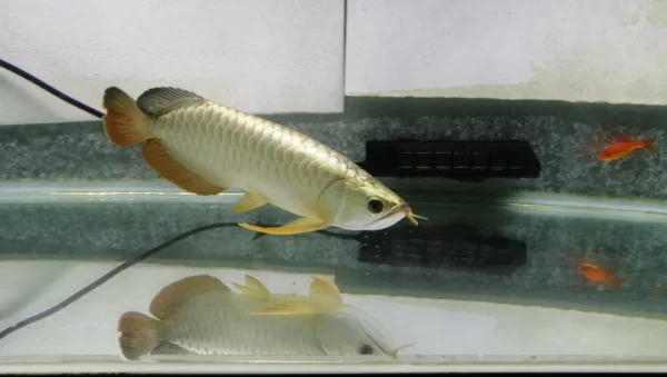 golden arowana fish for sale