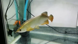 golden arowana price