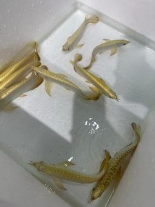golden head crossback