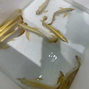 golden head crossback