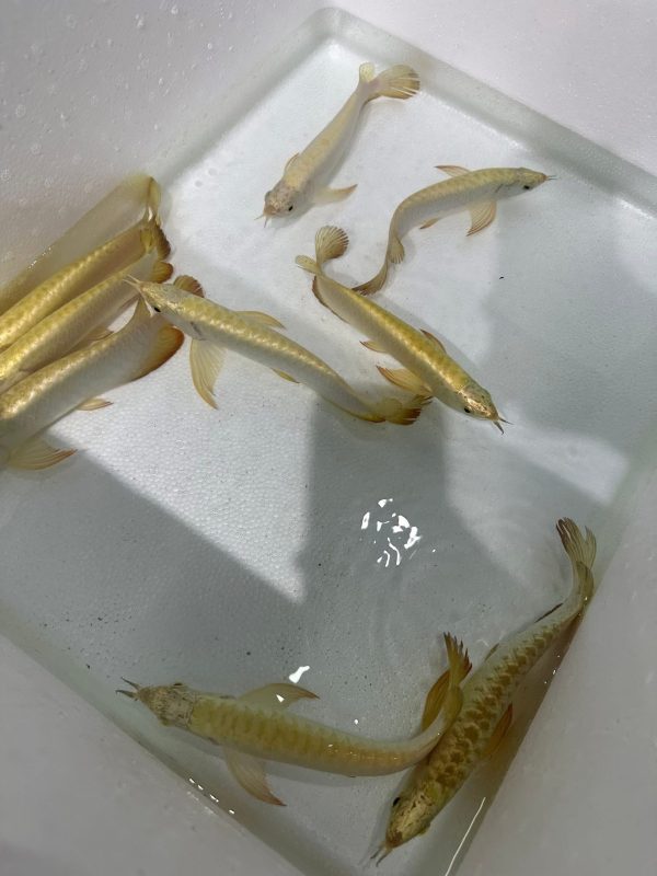 golden head crossback