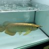 golden helmet arowana