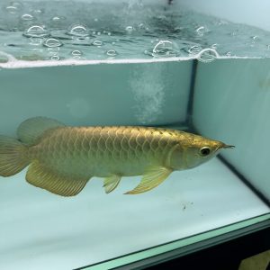 golden helmet arowana