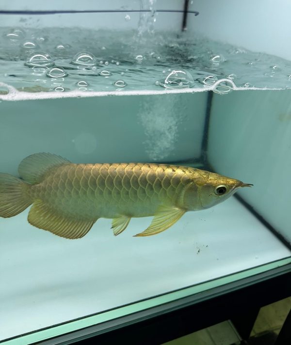 golden helmet arowana