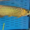 green arowana for sale
