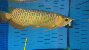 green arowana for sale