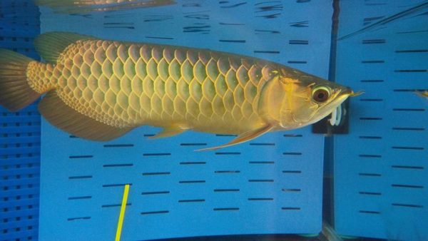 green arowana for sale