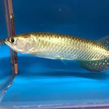 gold jardini arowana