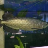 pearl arowana for sale
