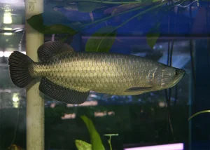 pearl arowana for sale