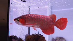 blood red arowana fish