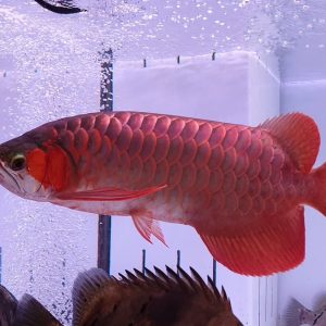 blood red arowana fish