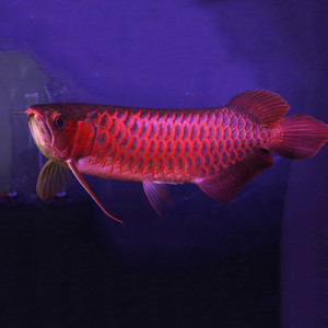 Types Of Arowana