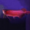 blood red arowana