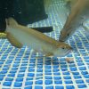 leichardti arowana for sale