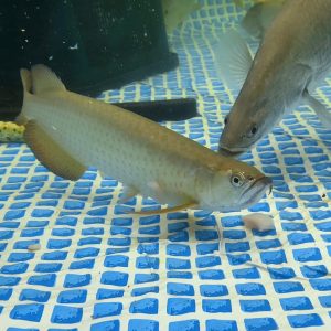 leichardti arowana for sale