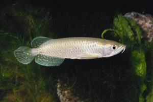 leichardti arowana for sale