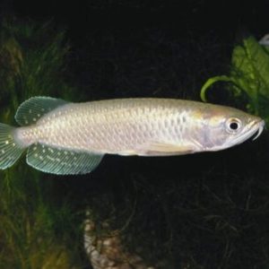 leichardti arowana for sale