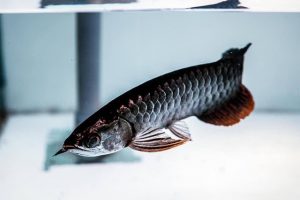 Adult Black Arowana