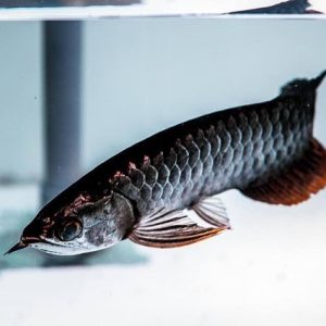 Adult Black Arowana