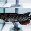 Black Arowana For Sale