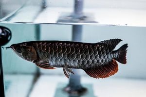 Black Arowana For Sale
