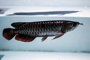 Black Arowana Full Grown