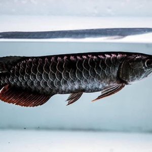 Black Arowana Full Grown
