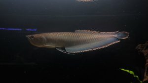 Black arowana for sale