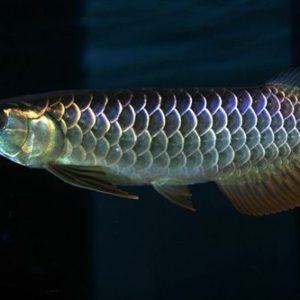 Black arowana for sale