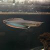adult black arowana
