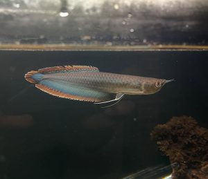 adult black arowana
