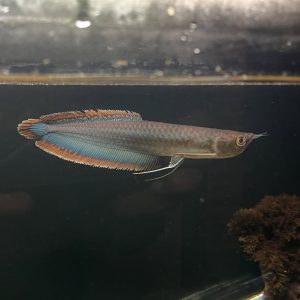 adult black arowana