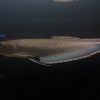 black arowana fish