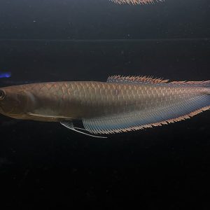 black arowana fish